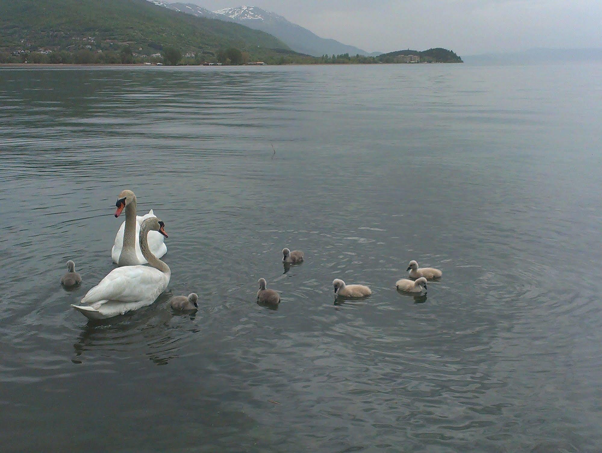 Vila Kosta City Center Port Ohrid Esterno foto
